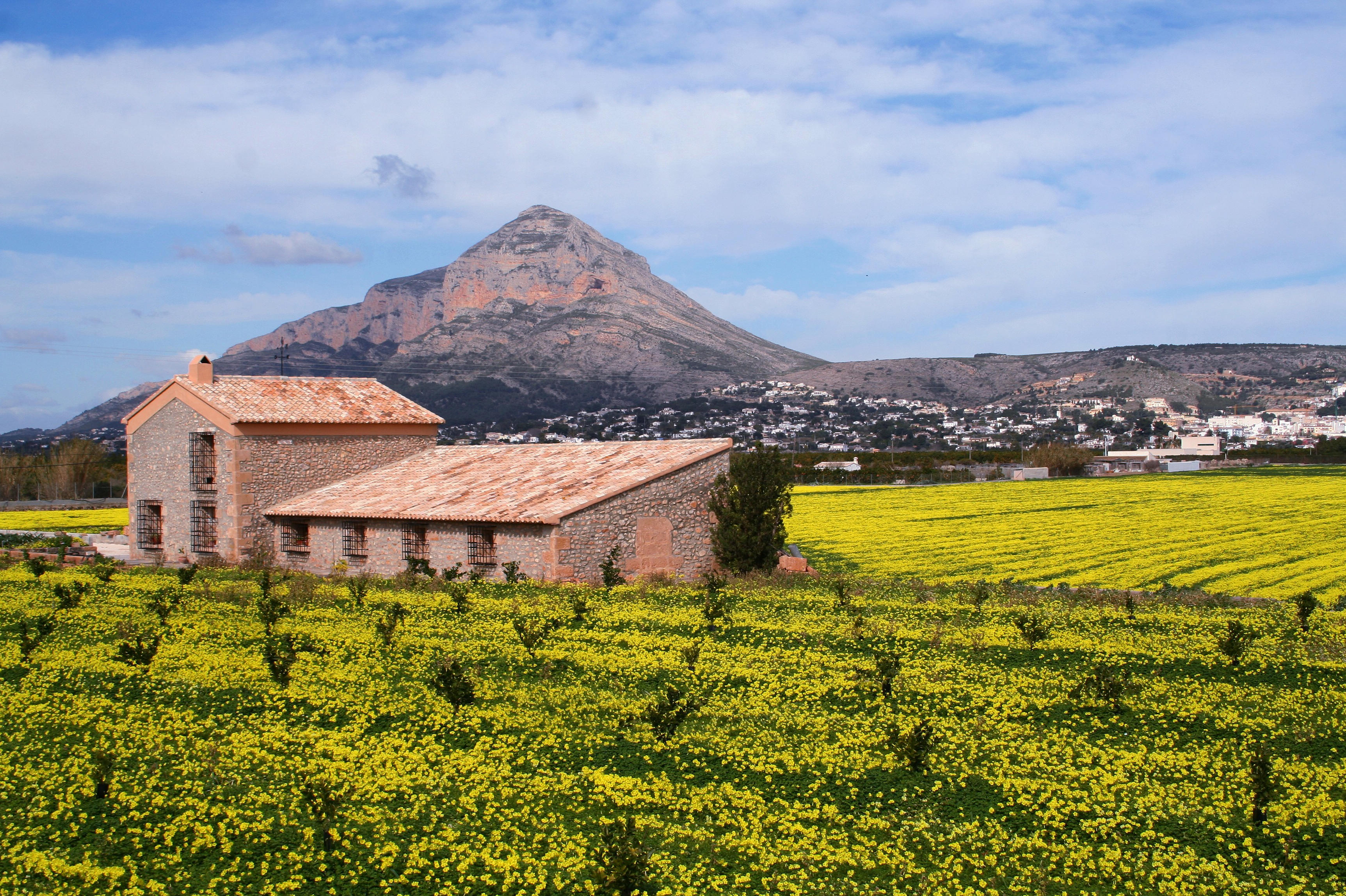 Javea